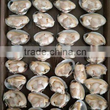 11-20PCS/LB IN SHELL SHORT NECKED CLAM FOR VACCUUM PACK