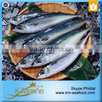 Fresh Land Frozen Mackerel Whole Round photo-3
