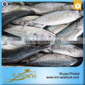 2016 Best Sale Frozen Sarda Sell Fresh Tuna Fish photo-3