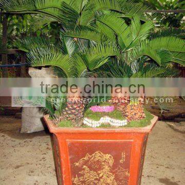 cycas bonsai tree