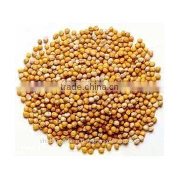 Yellow Mustard Seeds Whole