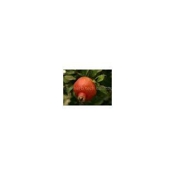 Pomegranate Extract, Pomegranate P.E. 40%---90%