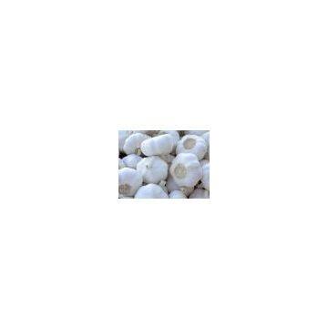 fresh snow white garlic 10kg/mesh bag