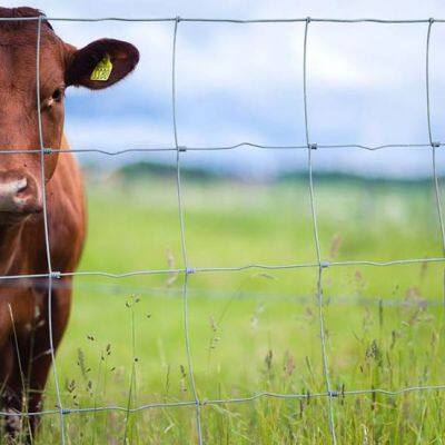 High Tensile Wire Galvanized Farm Fencing Field Fence Made in China photo-3