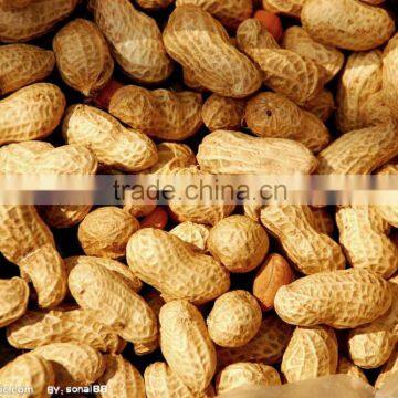 animal feed peanut meal