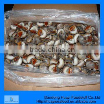 perfect frozen best quality moon snail for sale