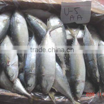 FROZEN INDIAN MACKEREL IQF