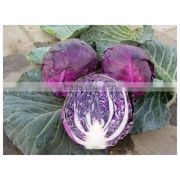Health Food Ingredient Plant Extract Red Cabbage Color