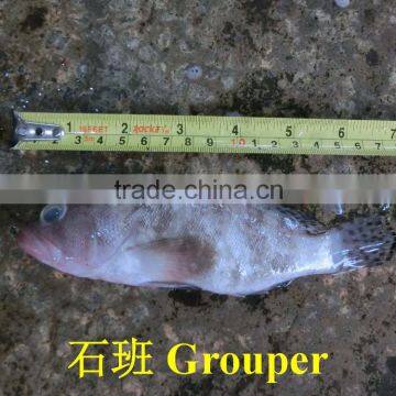 Grouper photo-4