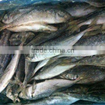 Sea frozen horse mackerel Trachurus japonicus