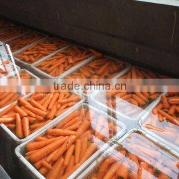 2012 new crop low price fresh carrot