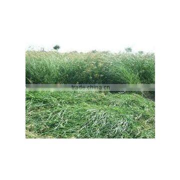 Grass hay bale, hay for animal feeding, dry hay bale, Rhode grass hay bale, hay bale