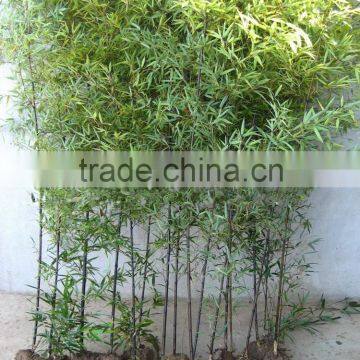 Bamboo Seedling photo-5