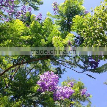 Jacaranda Mimosifolia photo-3