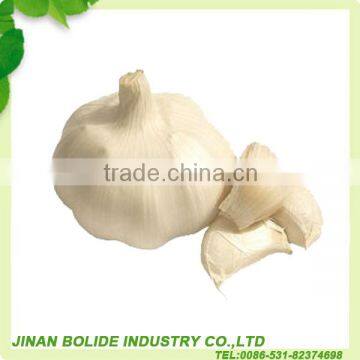 High Quality Chinese Fresh Garlic