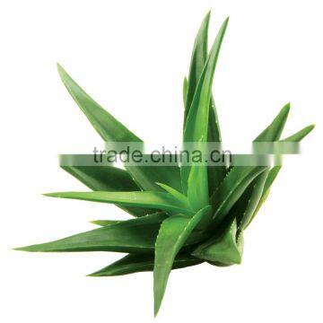 Popular Health Food 2016 NEW photo-2