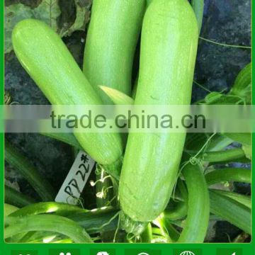 MSQ04 Jinhua mid-late maturity hybrid zucchini seeds, long squash seeds price