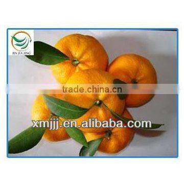 Mini Size Baby Juicy Orange photo-3