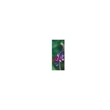 Pueraria/Kudzu Extract 40~95% Isoflavones (HPLC)
