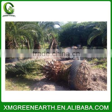 Phoenix canariensis palms trunk 1-1.5m