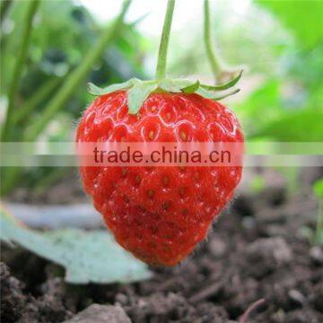 bulk frozen strawberry in best price