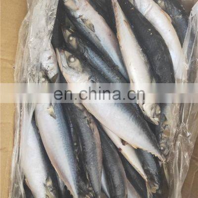 Whole Round Pacific Mackerel Fish Chub Mackerel Scomber Japonicus