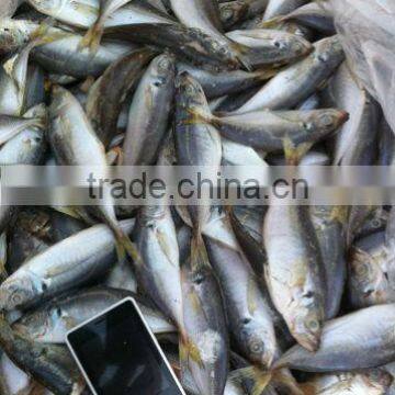 Frozen small eye Horse Mackerel Fish