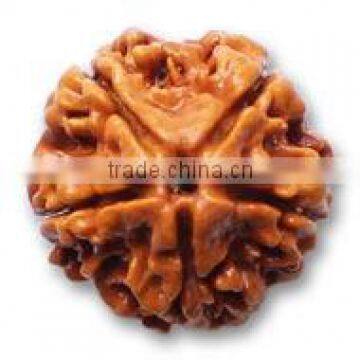 5 Face Rudraksha
