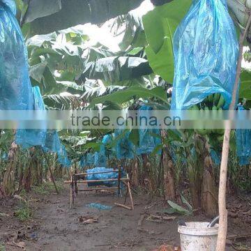 VIETNAM BEST QUALITY FRESH CAVENDISH BANANA photo-3