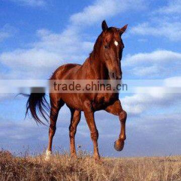 Mare pattern cloth painting