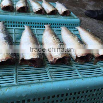 New Fishing of IQF or BQF Frozen Sardine HGT For Canning