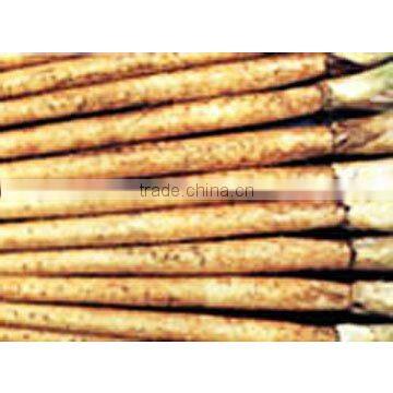 Fresh Burdock