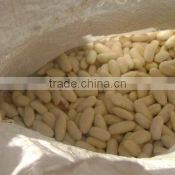 Egyptian white kidney beans