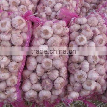 garlic in 20kg bags