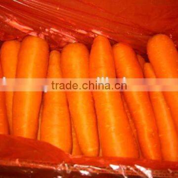 China new crop fresh carrot