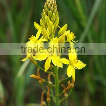 Bulbine 1