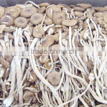 Green Healthy Dried Smooth Mushroom for Sale photo-2
