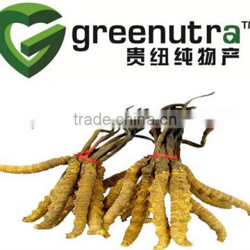 Fermentation Cordyceps Powder