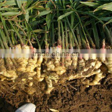 Seaweed Extract Organic Liquid Root Bio Fertilizer Organic NPK Fertilizer photo-6