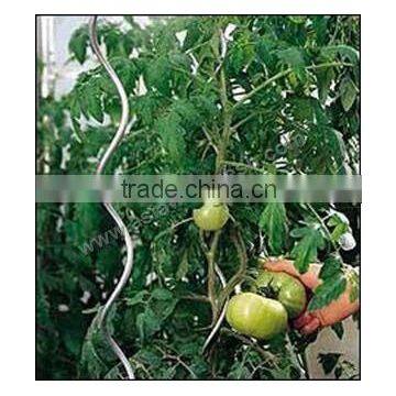 Tomato Spiral Rod photo-3