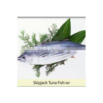 Skipjack Tuna photo-3