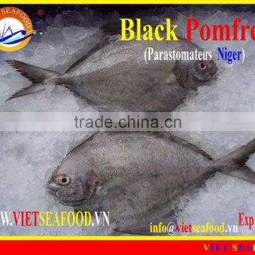 FROZEN BLACK POMFRET WHOLE ROUND photo-2