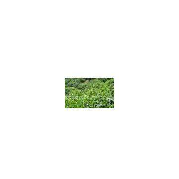 Black Tea Theaflavins 28%~60% Theaflavins