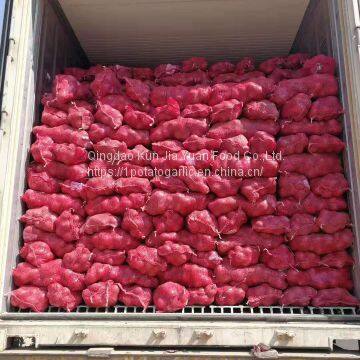 Fresh Onion photo-3