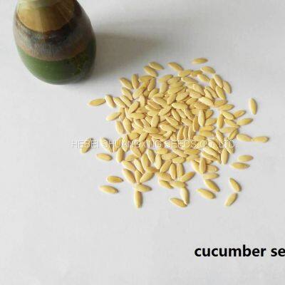 Good Quality High Yield Hybrid F1 Green Cucumber Seeds for Sale photo-4