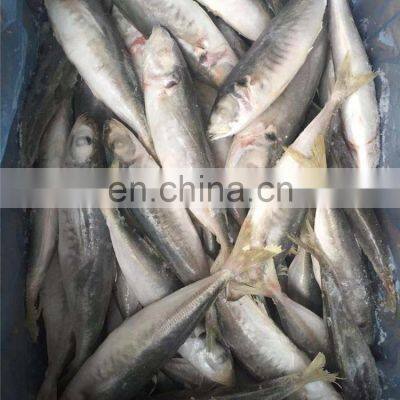 China Round Scad Frozen Round Scad Small Eye Horse Mackerel Fish photo-5