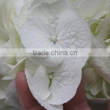 Wide Varieties Best Selling Fresh Hydrangea Flower photo-4