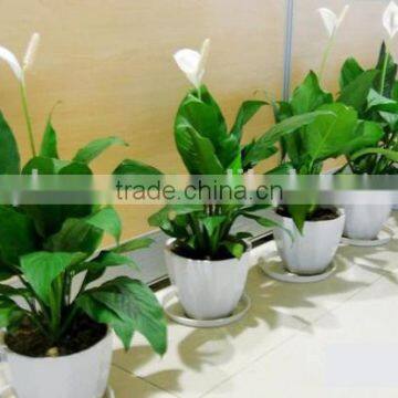 Real Touch Plastic Plant Artificial Spathi Phyllum photo-2