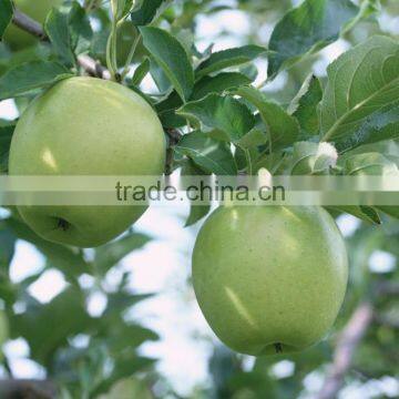 class one fresh green Apple