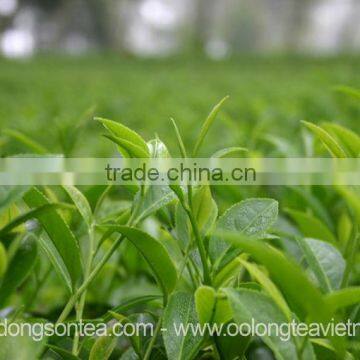 Viet Nam High Mountain Oolong Tea photo-3